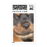 You Can't Beat Black and Tan Postage Stamp