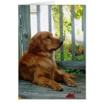 You Can't Make me Look, S Cyr Greeting Cards