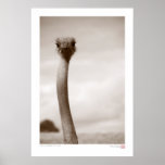 You Lookin' At Me! posters