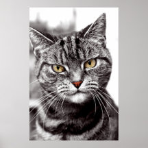 You Lookin' at Me Tabby Cat Poster Print