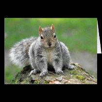 You’re telling me I am a dog in a squirrel’s body cards