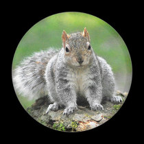 You’re telling me I am a dog in a squirrel’s body? magnets