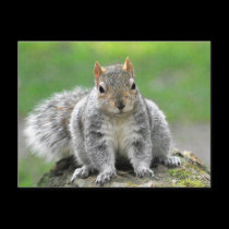 You’re telling me I am a dog in a squirrel’s body postcards