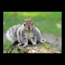 You’re telling me I am a dog in a squirrel’s body? posters