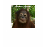 You Rock Orangutans t-shirts