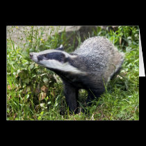 Young Badger Card