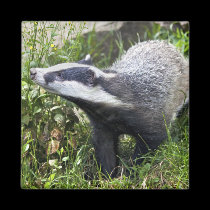 Young Badger Magnet