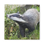 Young Badger Magnet