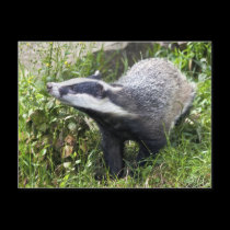 Young Badger Postcard