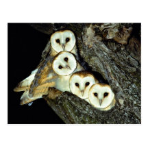 Young barn-owls, 9 weeks old post card