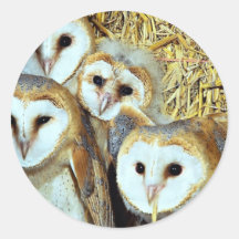 Young barn-owls round stickers