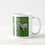 Young Bighorn Sheep Rams Coffee Mugs