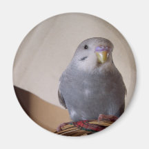young blue budgie magnet