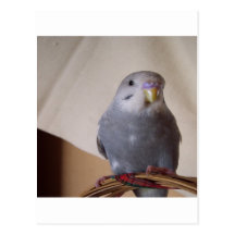 young blue budgie pillow postcards