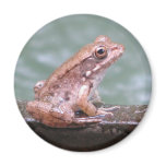 Young Bronze Frog magnets