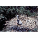 Young Brown Pelican in Nest photo sculptures