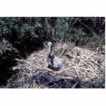 Young Brown Pelican in Nest photo sculptures