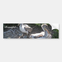 Young brown pelicans bumper stickers