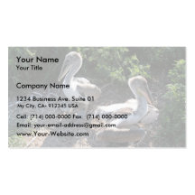 Young brown pelicans business cards