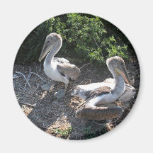 Young brown pelicans fridge magnets