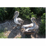 Young brown pelicans acrylic cut outs