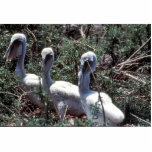Young Brown Pelicans Photo Sculptures