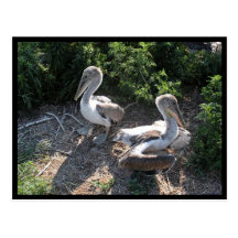 Young brown pelicans post card