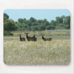 Young Bull Elk Mousepads