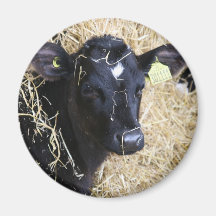 Young Calf Magnets