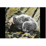 Young California condor Photo Cutout