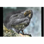 young California condor photo sculptures