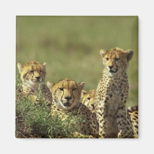 Young Cheetah Group Fridge Magnets