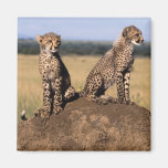 Young Cheetahs Fridge Magnet