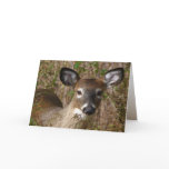 Young deer Father's Day cards