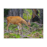 Young doe feeding postcard