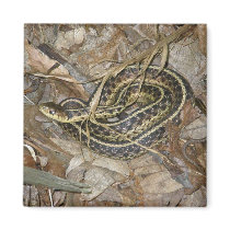 Young Eastern Garter Snake Coordinating Items Refrigerator Magnets