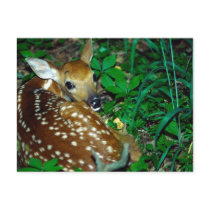 Young Fawn Post Cards