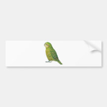 Young Female Kakapo Bumper Stickers