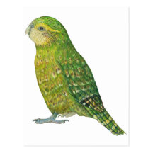 Young Female Kakapo Postcard