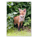 Young Fox 1 cards