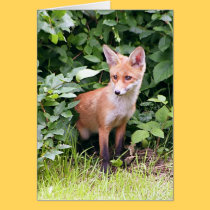Young Fox 1 cards