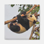 Young giant panda - magnet