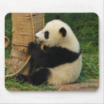 Young giant panda. mouse mats
