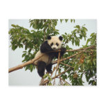 Young giant panda postcard