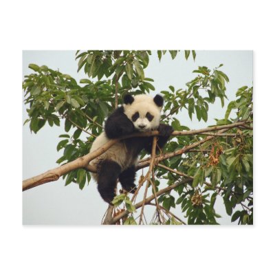 Young giant panda postcard