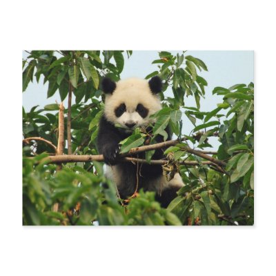 Young giant panda postcard