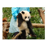 Young giant panda postcard