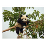 Young giant panda postcard