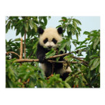 Young giant panda postcard