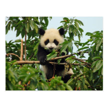 Young giant panda postcard